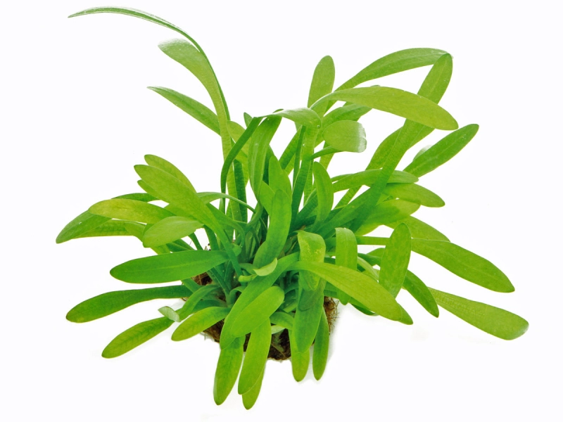 Flutendes Pfeilkraut - Sagittaria subulata